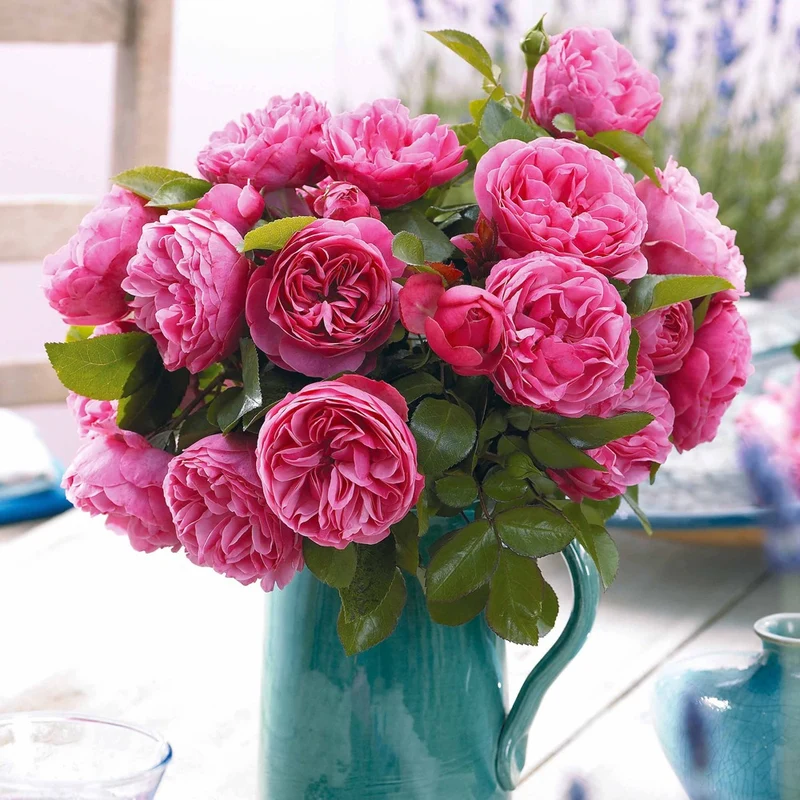Rose 'Leonardo da Vinci'
