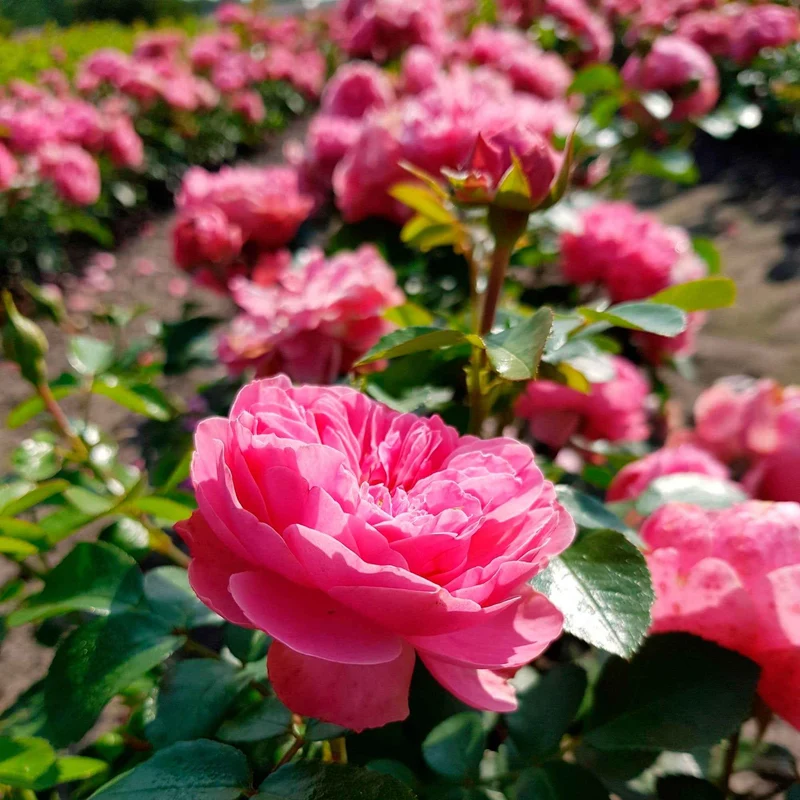 Rose 'Leonardo da Vinci'