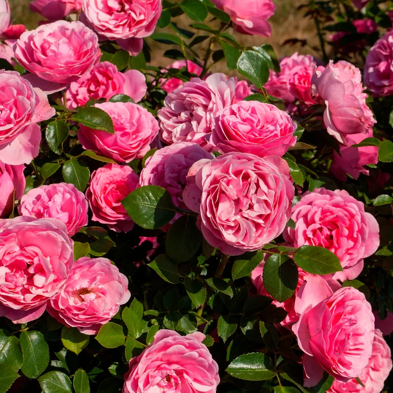 Rose 'Leonardo da Vinci'