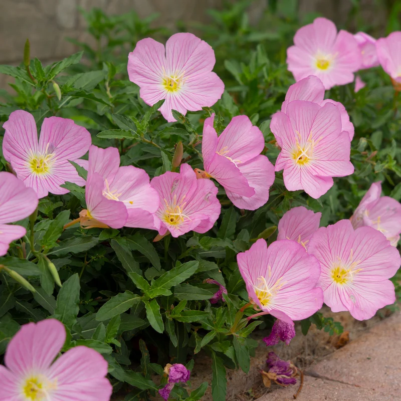 Nachtkerze 'Siskiyou Pink' (x2)