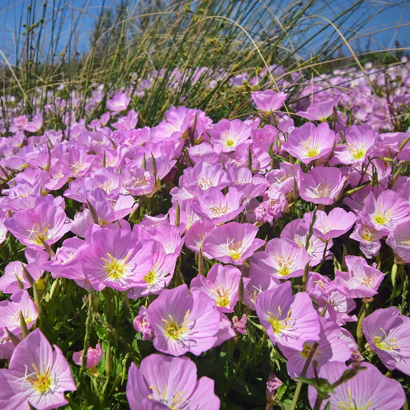 Nachtkerze 'Siskiyou Pink' (x2)