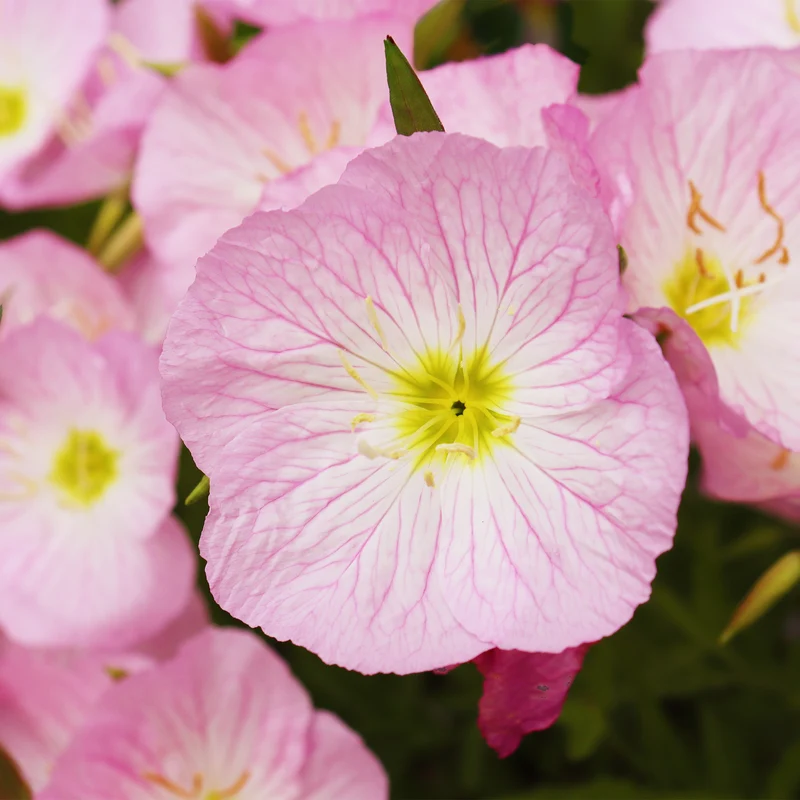 Nachtkerze 'Siskiyou Pink' (x2)