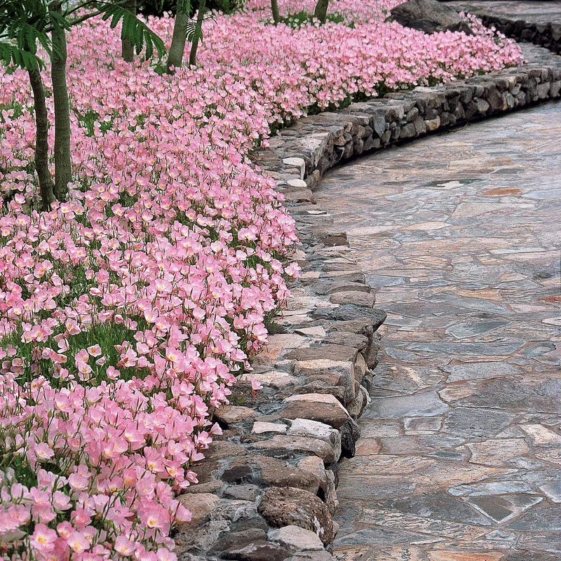 Nachtkerze 'Siskiyou Pink' (x2)