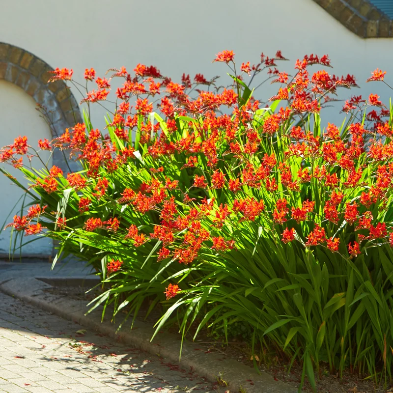 Crocosmia 'Lucifer' rot (x15)