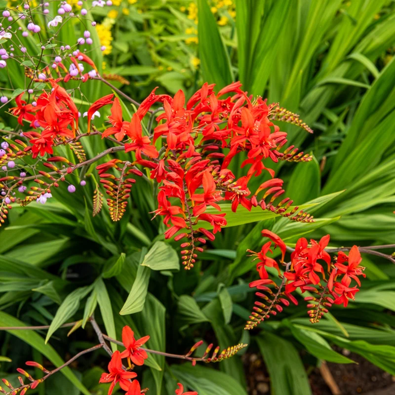 Crocosmia 'Lucifer' rot (x15)