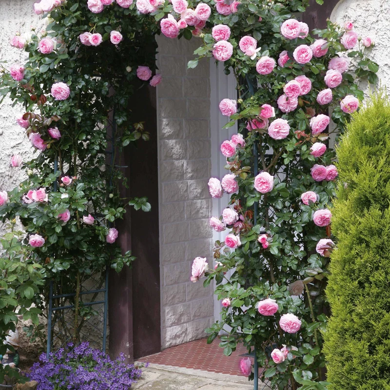 Kletterrose ‘Pierre de Ronsard®’