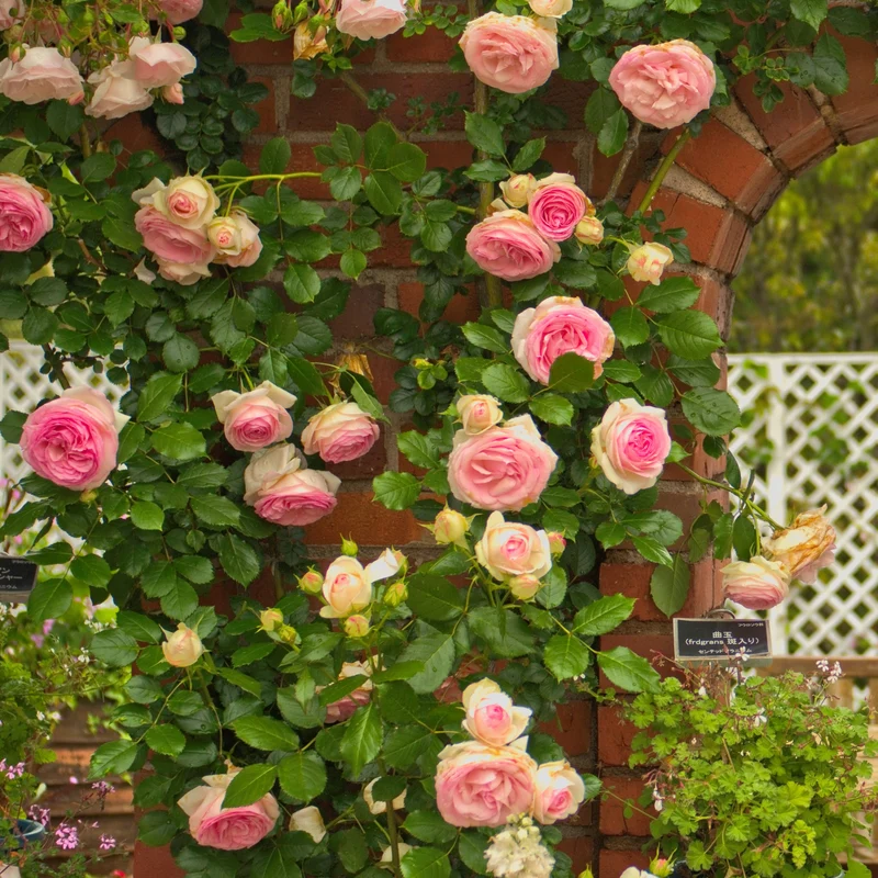 Kletterrose ‘Pierre de Ronsard®’