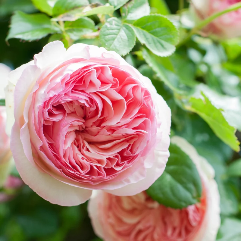 Kletterrose ‘Pierre de Ronsard®’