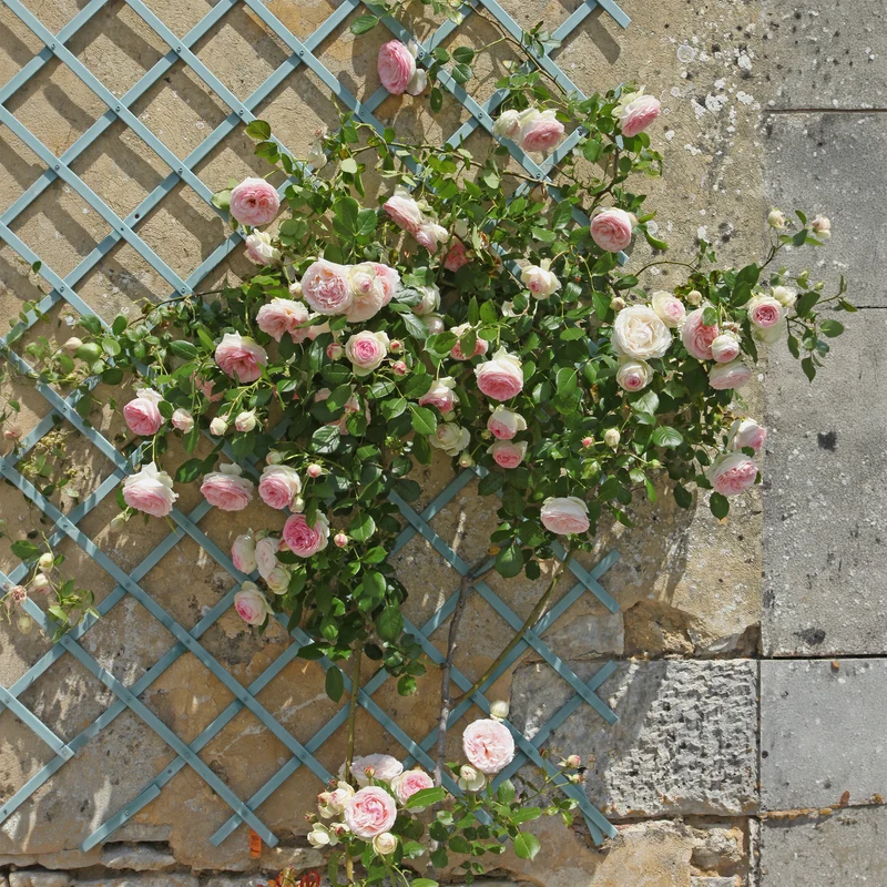 Kletterrose ‘Pierre de Ronsard®’