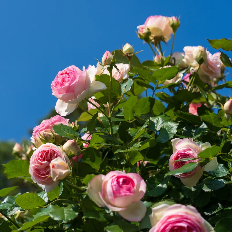 Kletterrose ‘Pierre de Ronsard®’