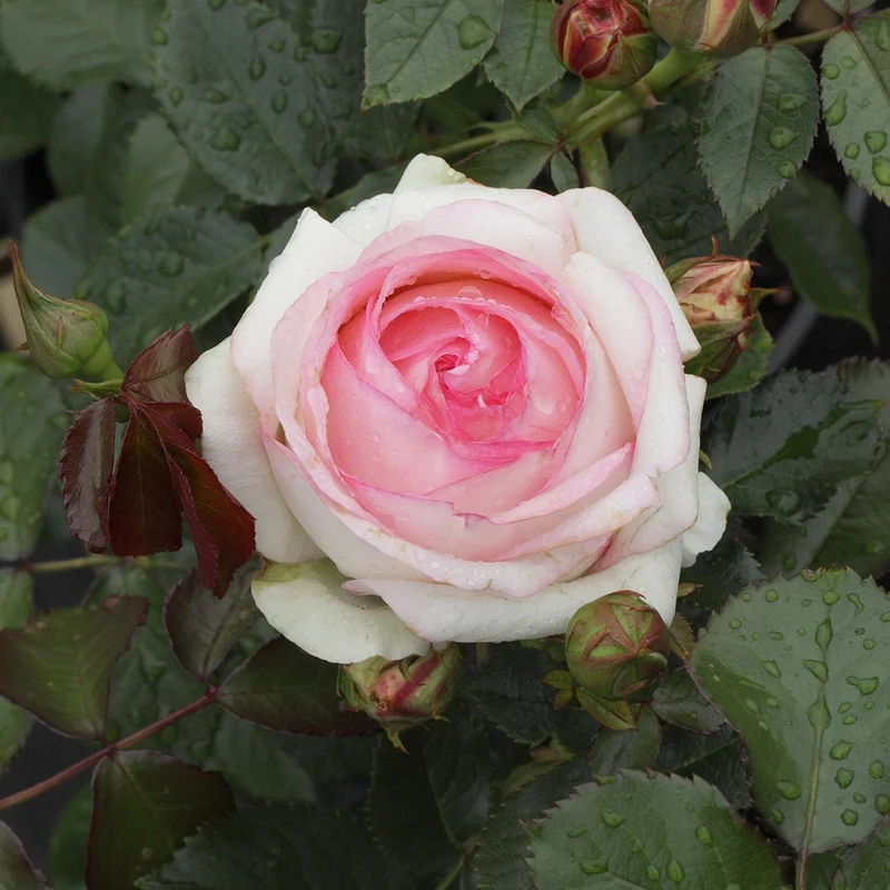 Kletterrose ‘Pierre de Ronsard®’