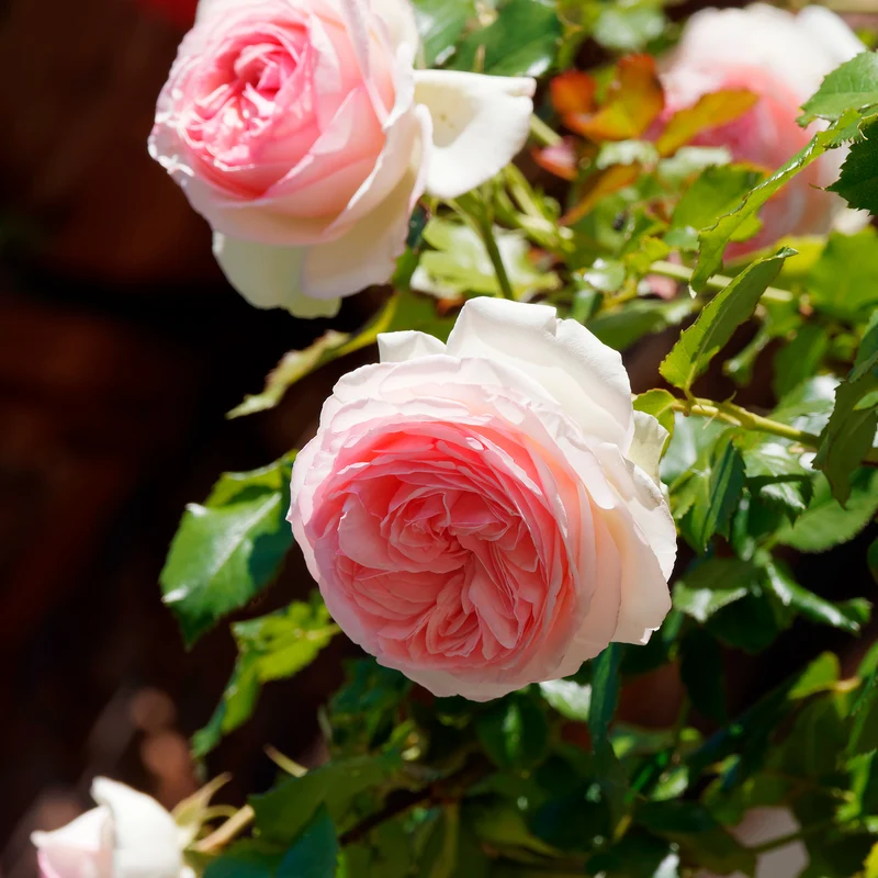 Kletterrose ‘Pierre de Ronsard®’