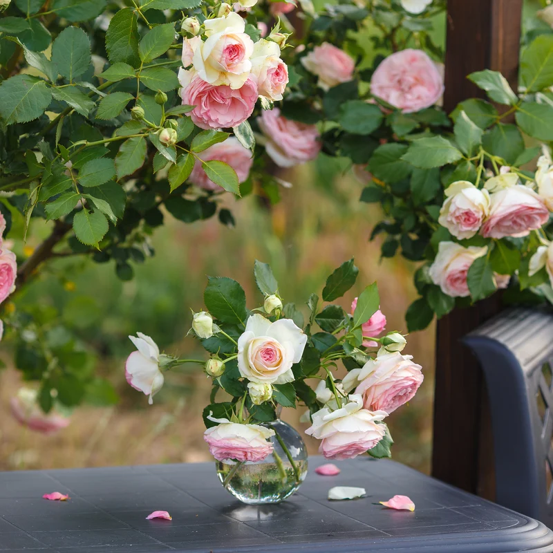 Kletterrose ‘Pierre de Ronsard®’
