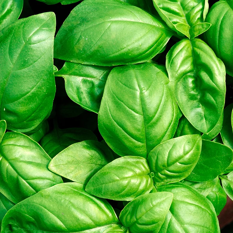 Basilikum ‘Grand Vert’