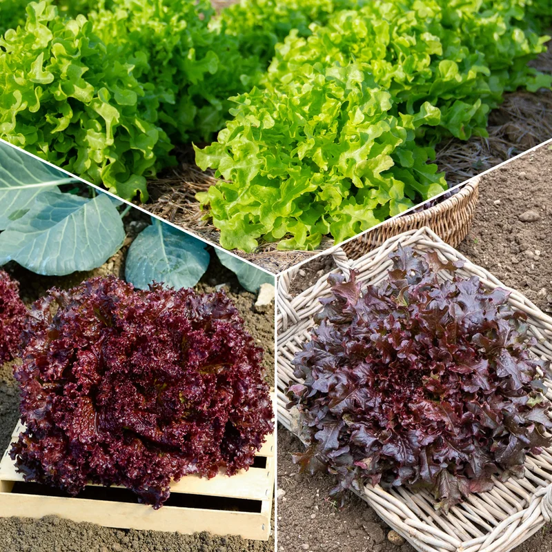 Pflücksalat-Kollektion