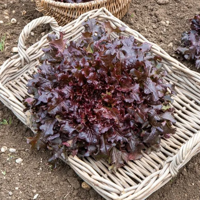 Pflücksalat-Kollektion