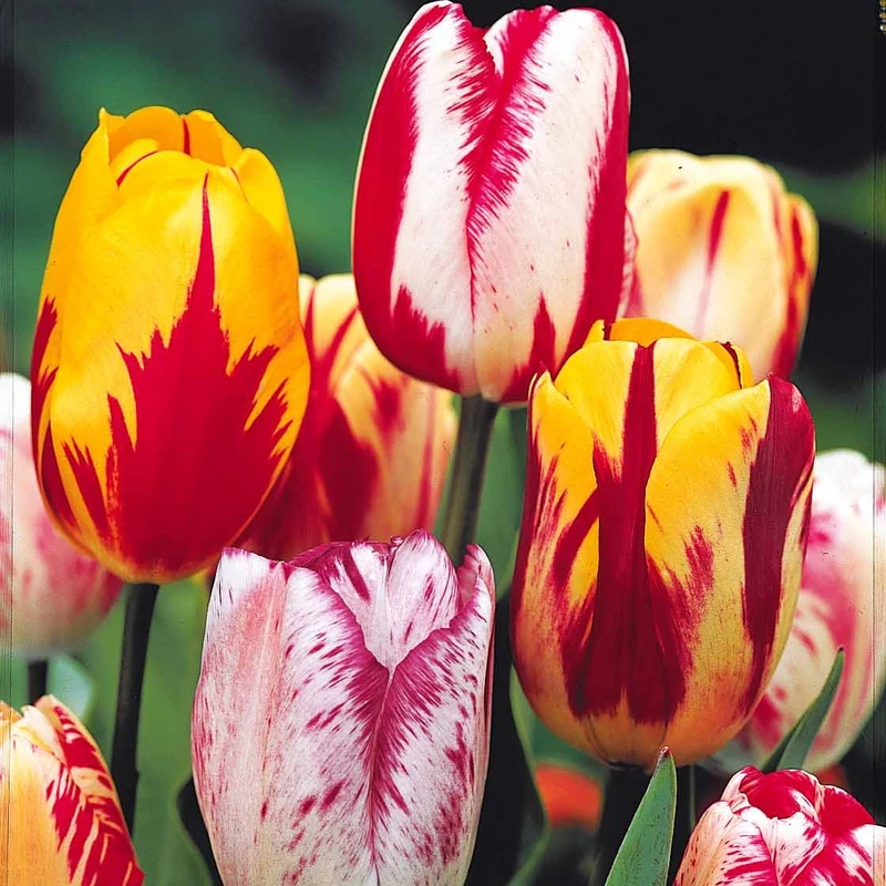 Geflammte Tulpen Mischung (x20)