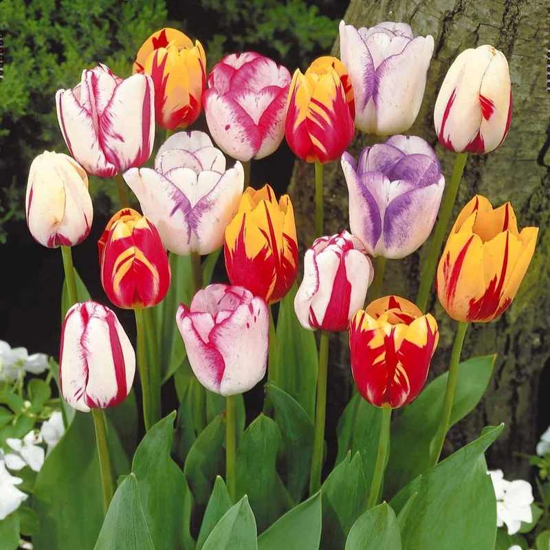 Geflammte Tulpen Mischung (x20)