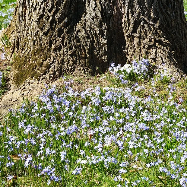 Blaue Schneeglöckchen (x10)