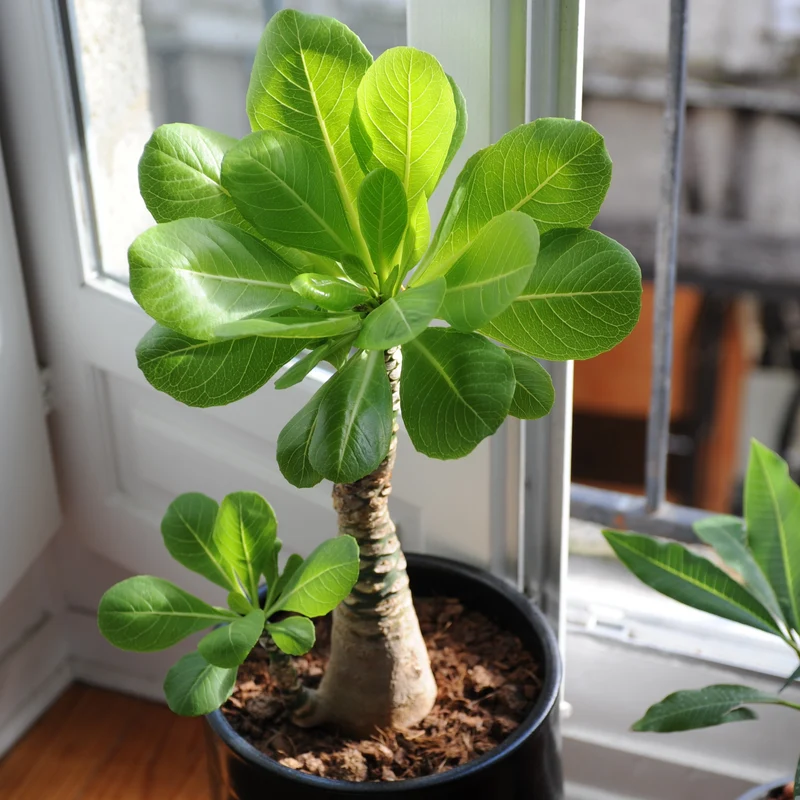 Hawaiipalme