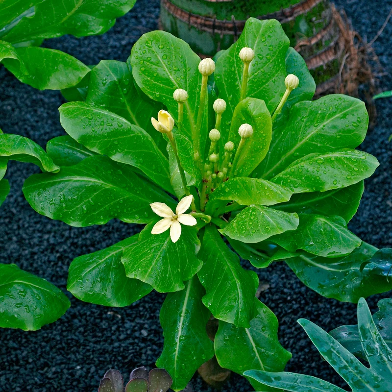 Hawaiipalme