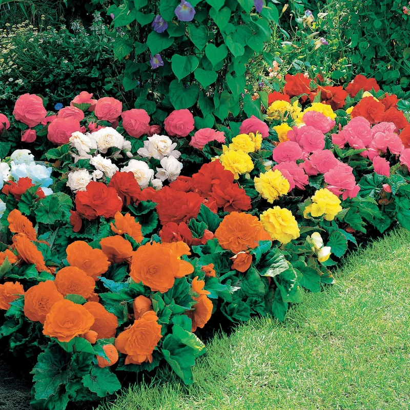 Begonien Mischung Non Stop (gelb, rot, rosa, weiß) (x16)