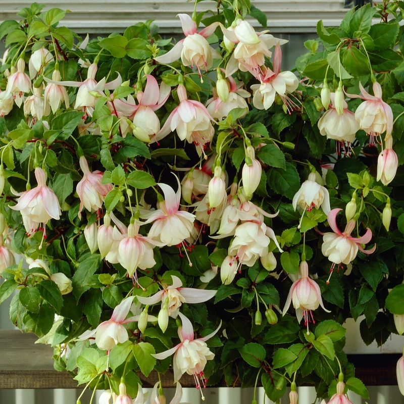 Fuchsie Annabel (x3)