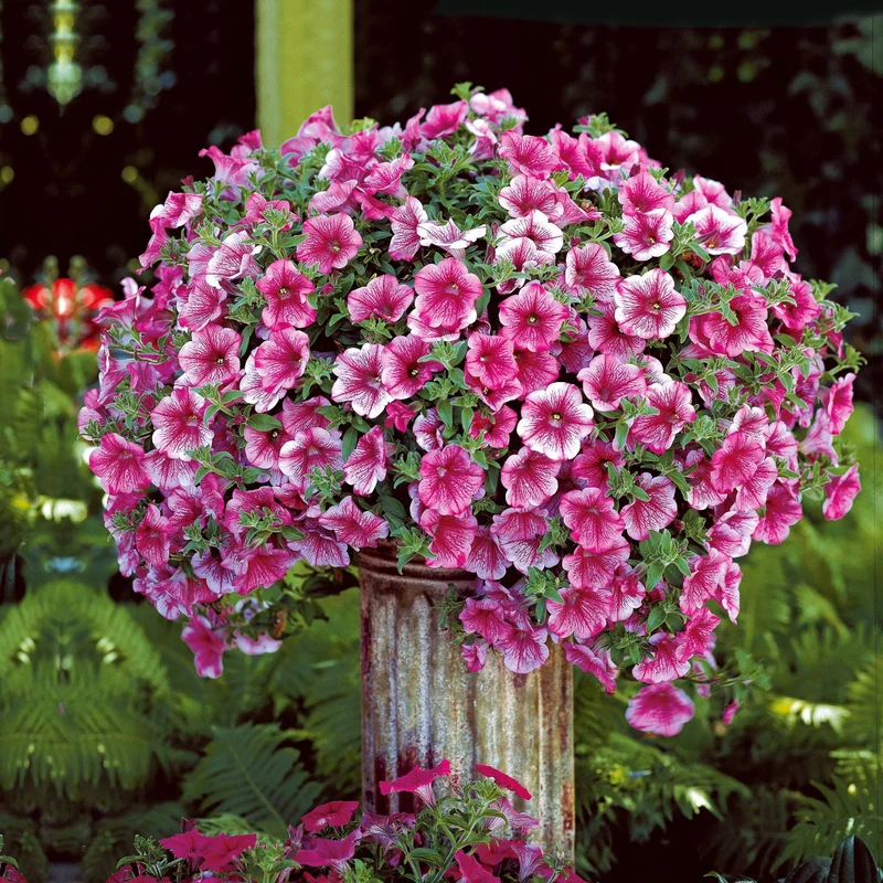 Hängepetunie rosa (x3)