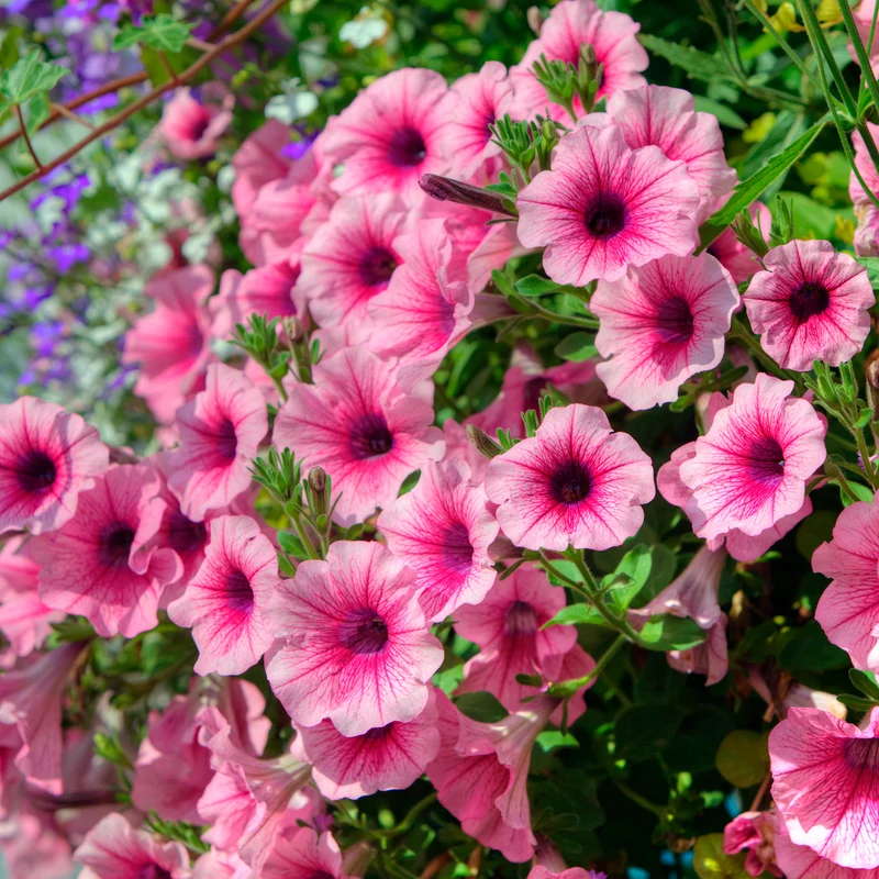 Hängepetunie rosa (x3)