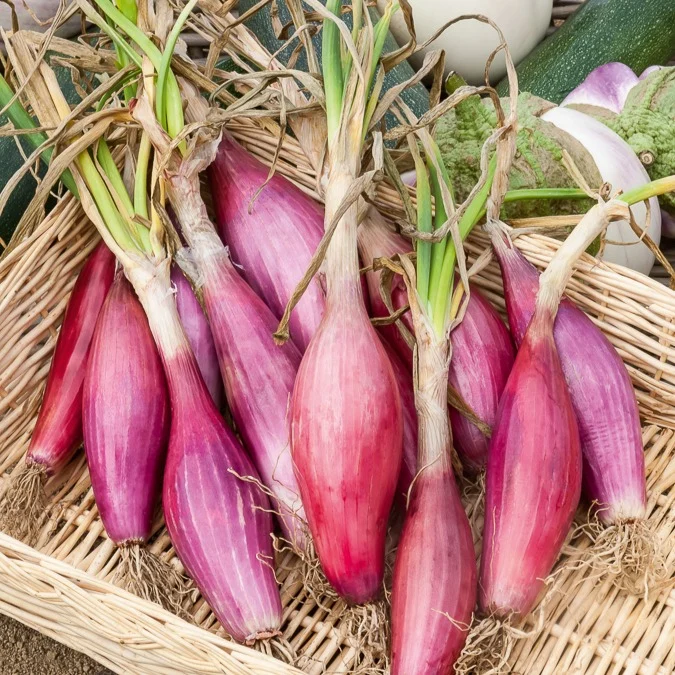 Rote, lange Zwiebel ‘Long de Florence’