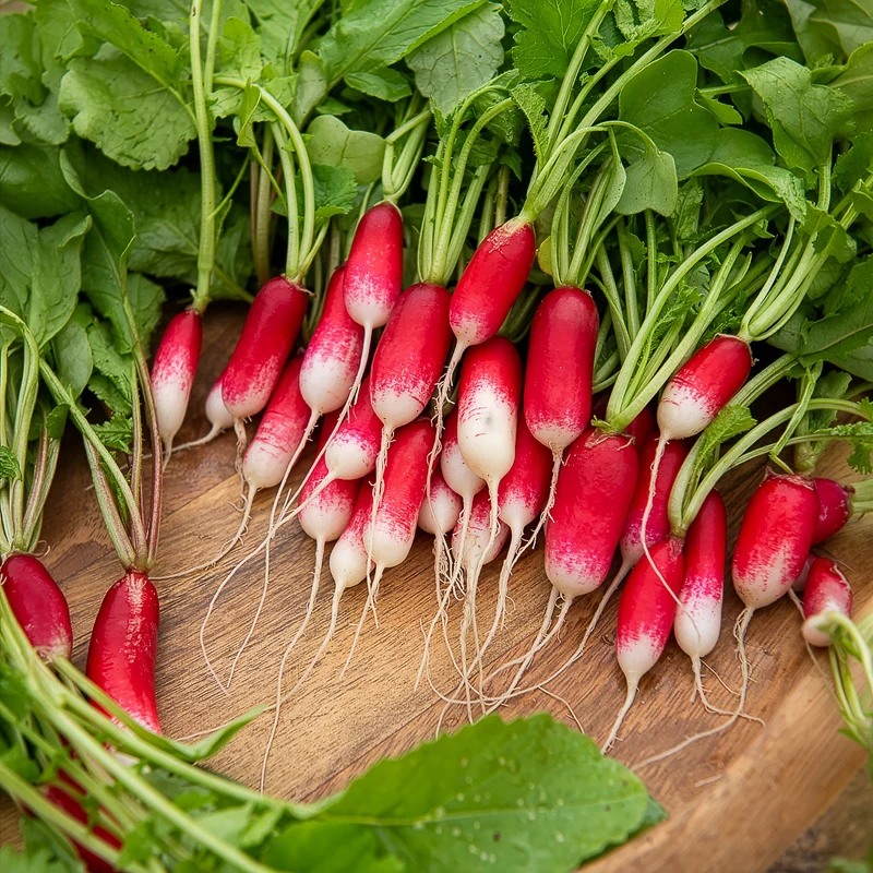 Bio-Radieschen ‘18 Tage’ (halb-lang)