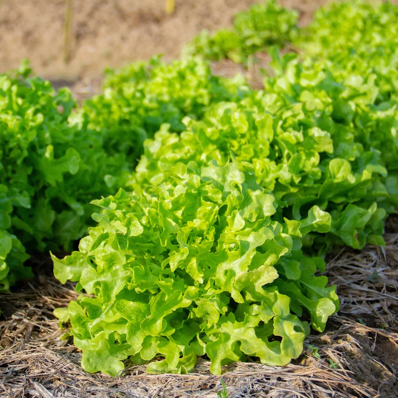 Eichblattsalat