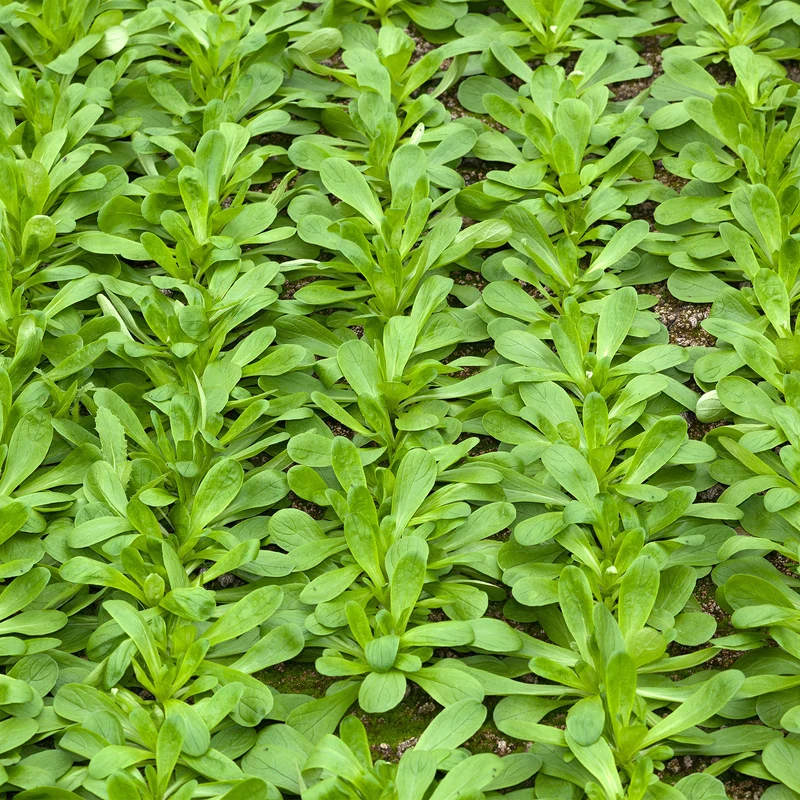 Feldsalat, großkörnig (holländische)