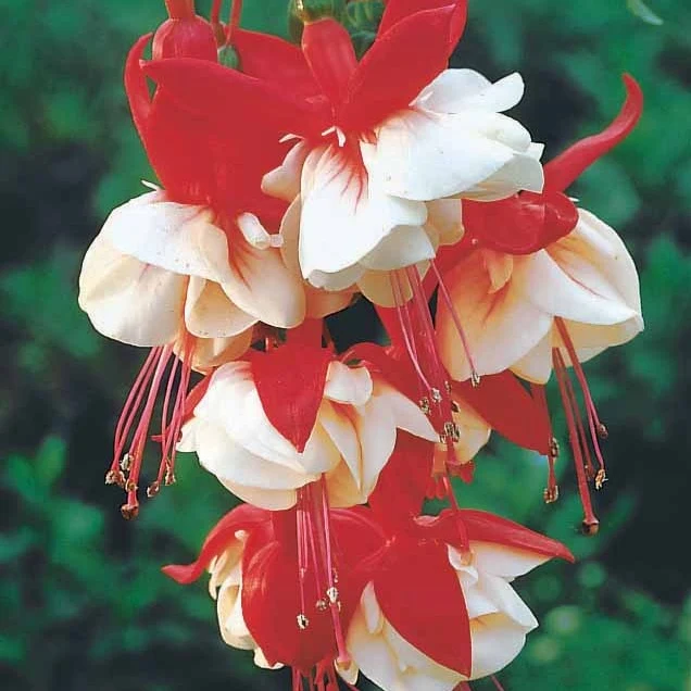 Hängende Fuchsien Mischung (Bicentennial, Blue Angel, Swingtime) (x6)