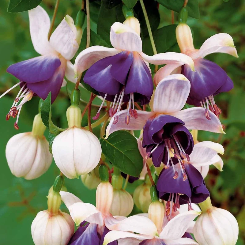 Hängende Fuchsien Mischung (Bicentennial, Blue Angel, Swingtime) (x6)