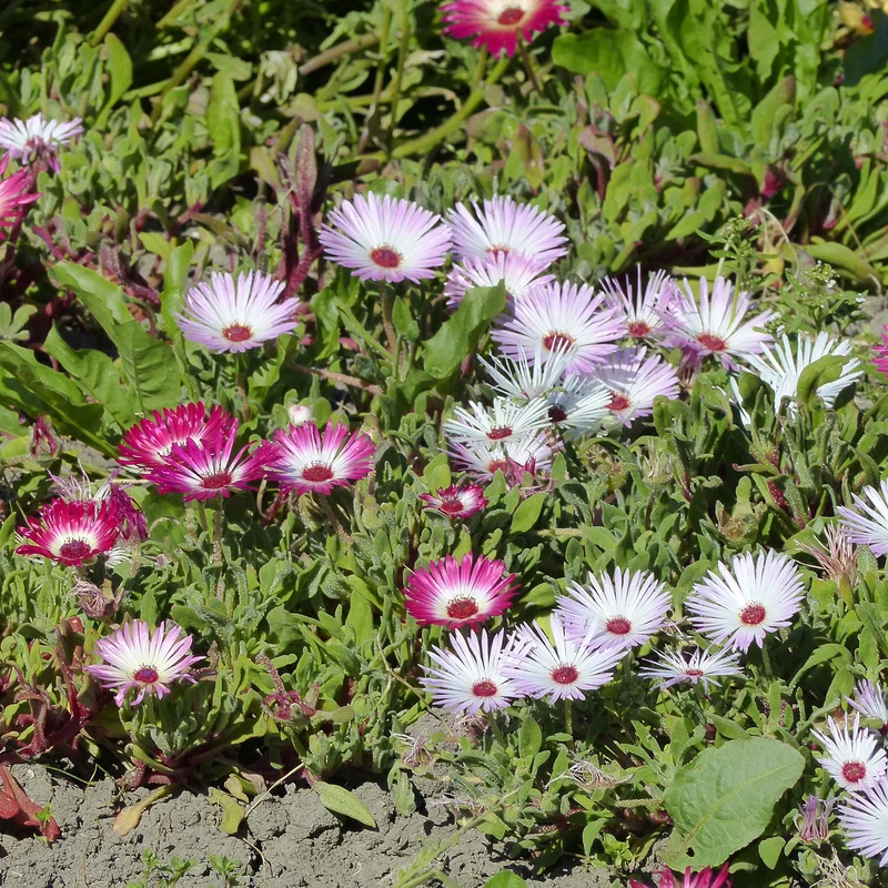 Mittagsblumen Mischung