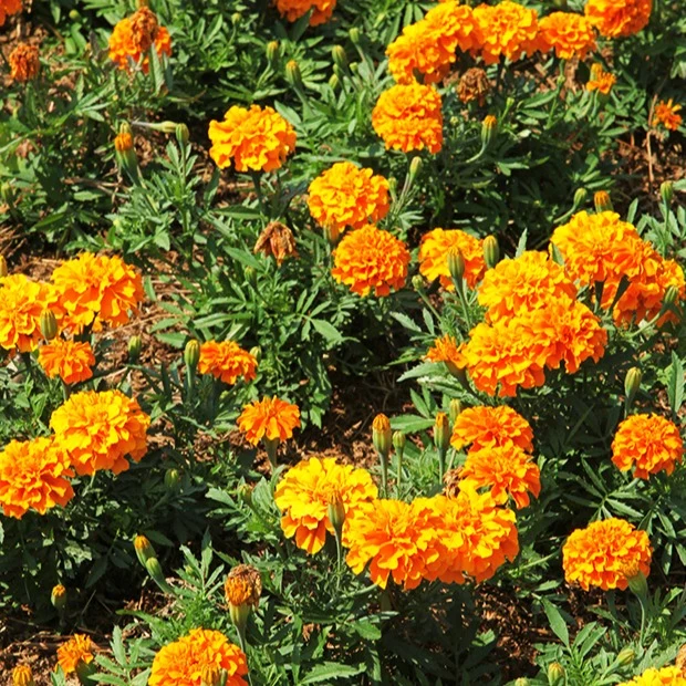 Studentenblume ‘Tangerine’