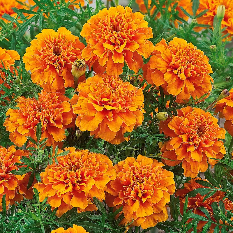Studentenblume ‘Tangerine’