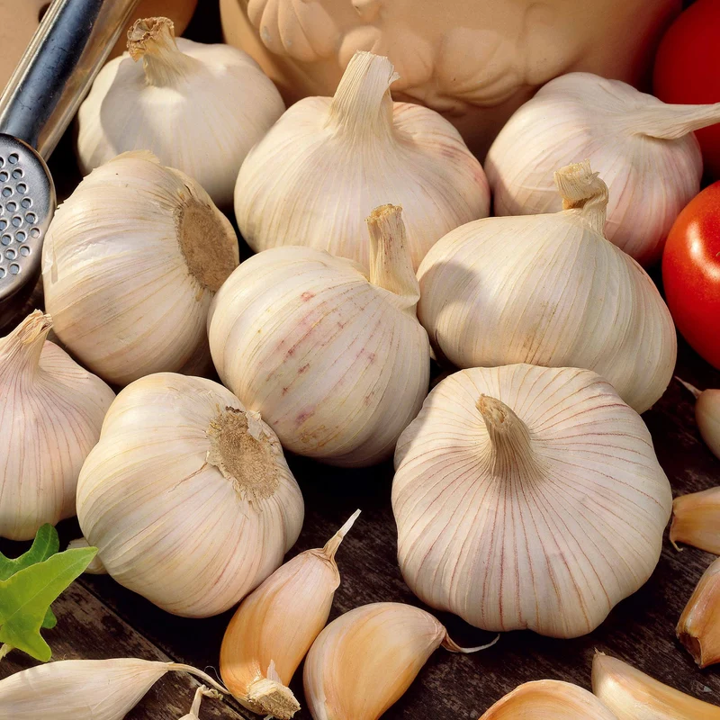 Knoblauch ‘Thérador’
