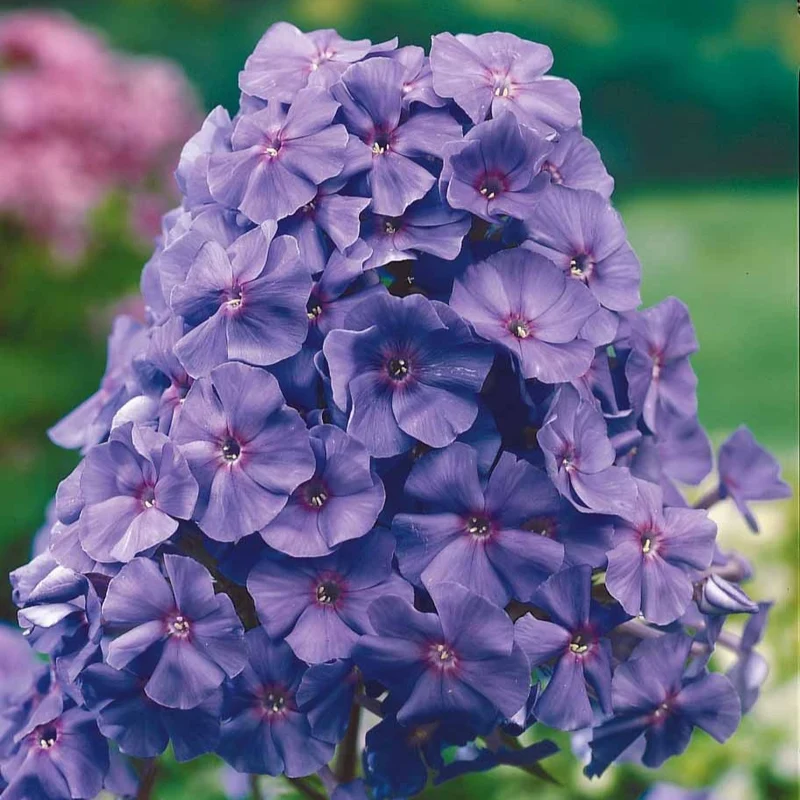 Flammenblume 'Amethyst'