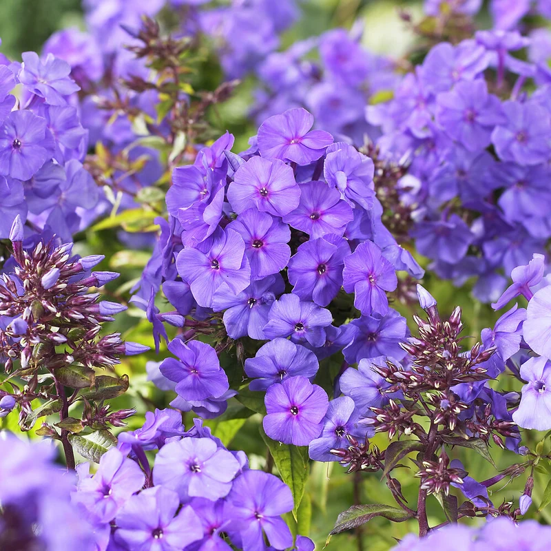 Flammenblume 'Amethyst'