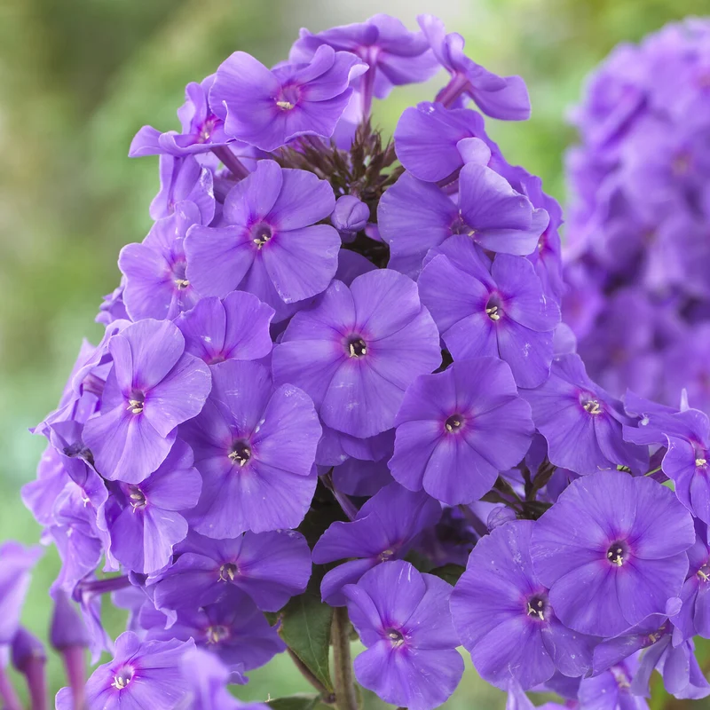 Flammenblume 'Amethyst'