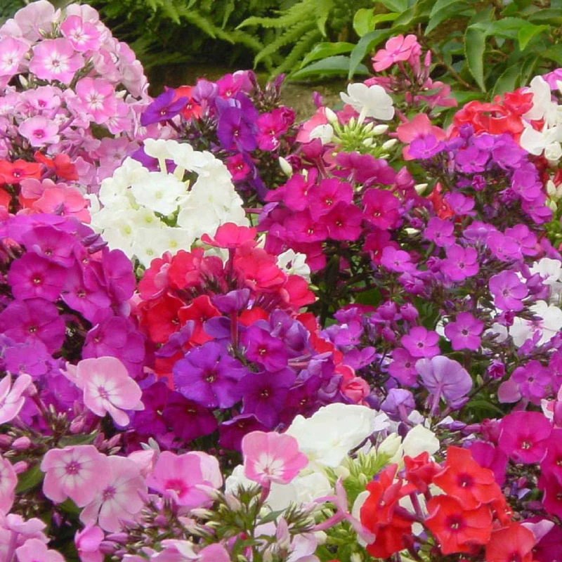 Flammenblumen Mischung (x5)