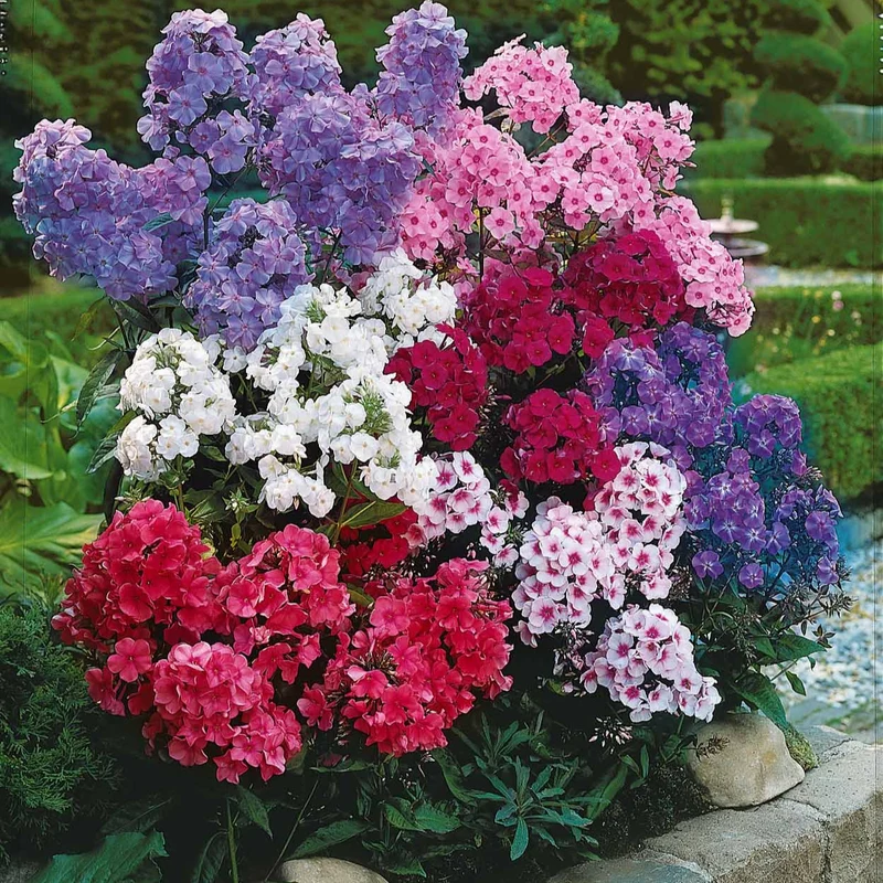 Flammenblumen Mischung (x5)