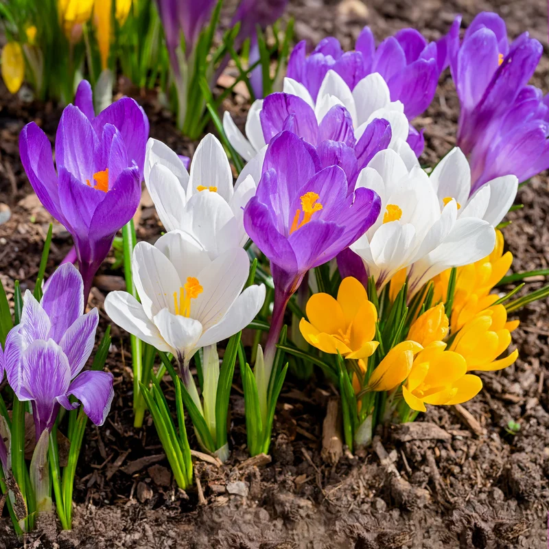 Großblütige Krokusse Mischung (x100)