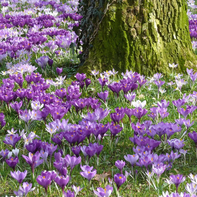 Großblütige Krokusse Mischung (x100)