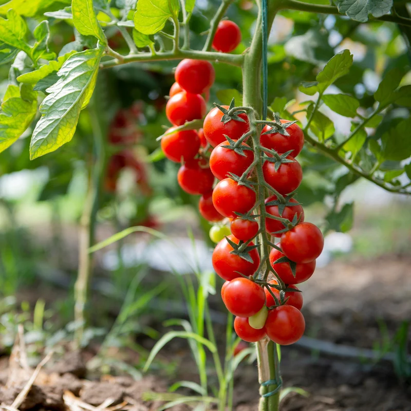Kirschtomate Sweet Baby