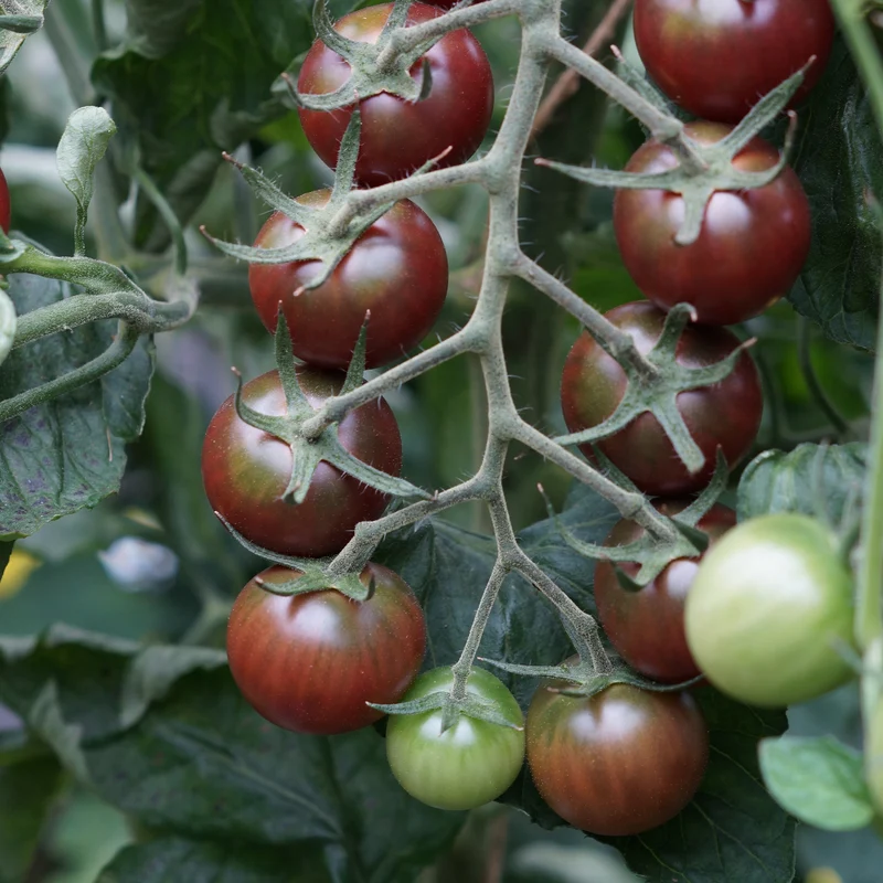 Kirschtomate Sweet Baby