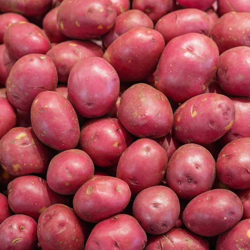 Kartoffel ‘Rouge des Flandres’ (x10)