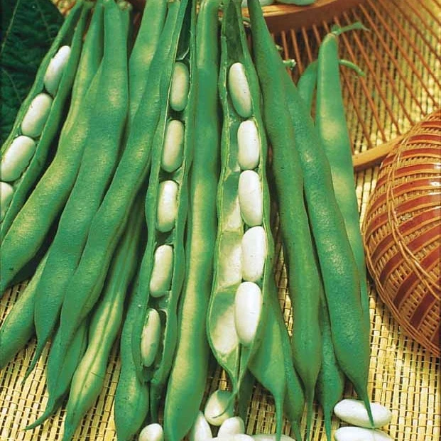 Buschbohne ‘Lingot suisse blanc’